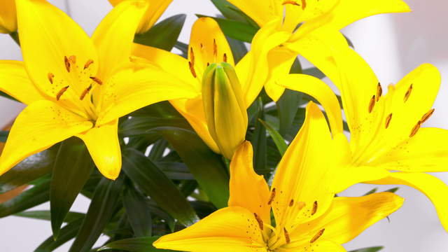 Yellow Lily Flowering 4K Zoom Timelapse