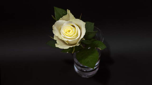White Rose In Glas 4K