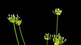 Time lapse clip - Agapanthus Flowering