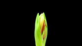 Time lapse clip - Amaryllis Flower Close-Up