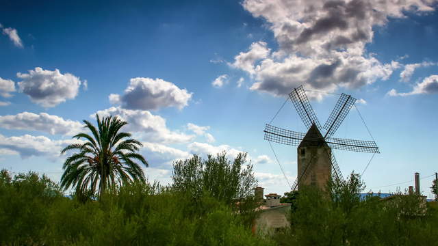 Windmill and Palm Trees