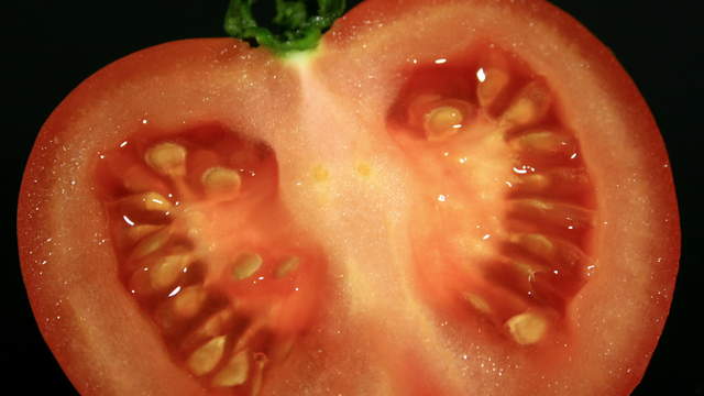 Mold-Timelapse Tomato