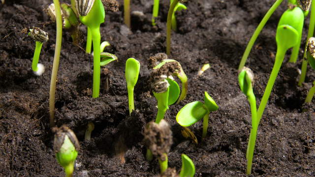  Plant Germination and Growth of Sunflower Seeds