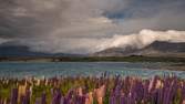 Time lapse clip - Lupins at Lake Tekapo, New Zealand