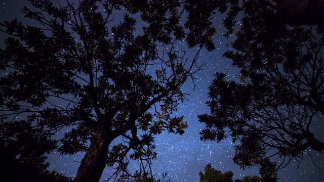 Starry Sky Below Trees