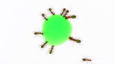 Time lapse clip - Ants Drinking Green Liquid Candy - Topview