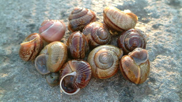 Snails