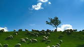 Time lapse clip - Sheeps