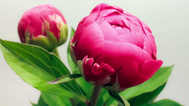 Flowers - Peonies