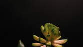 Time lapse clip - White Hyacinth