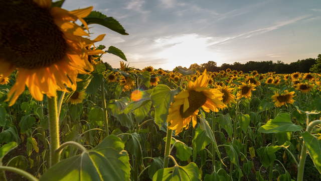 Sunflowers Time-Lapse
