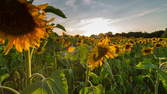 Time lapse clip - Sunflowers Time-Lapse