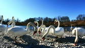 Time lapse clip - Feeding Of The Swans