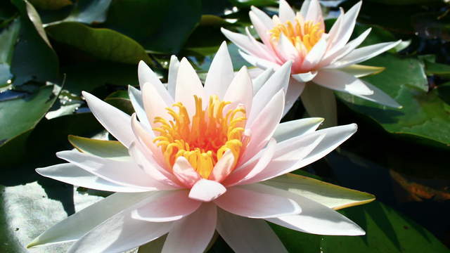 Water Lily Blossom Timelapse