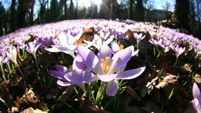 Plant Timelapse Crocus