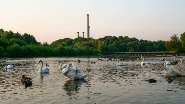 Swans Isar