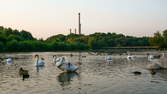 Time lapse clip - Swans Isar