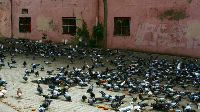 Pigeons