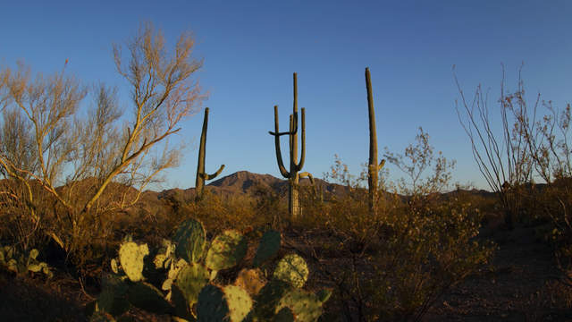 Saguaro National Park