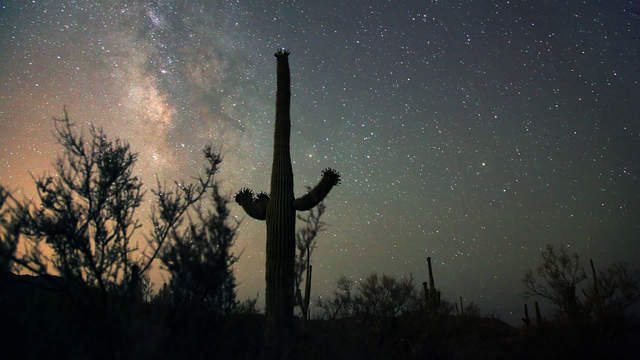 Saguaro National Park