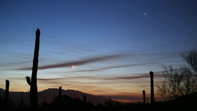 Saguaro National Park