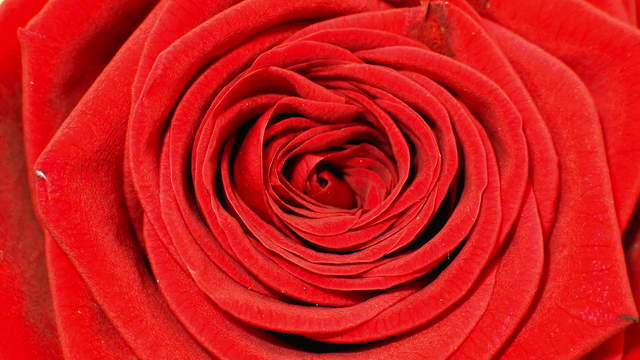 Red Rose