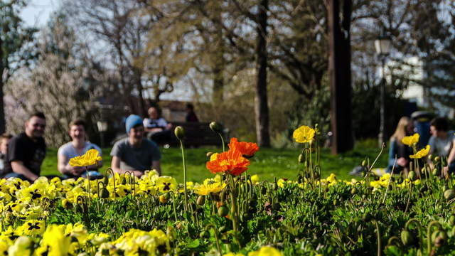 Flower Hyperlapse Trilogy