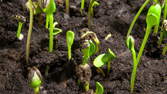 Time lapse clip -  Plant Germination and Growth of Sunflower Seeds