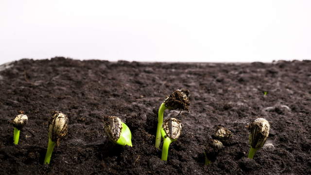 Plant Growth Time Lapse Germinating Sunflower Seeds