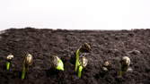 Time lapse clip - Plant Growth Time Lapse Germinating Sunflower Seeds