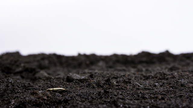  Plant Growth Time Lapse Germinating Sunflowers Seeds