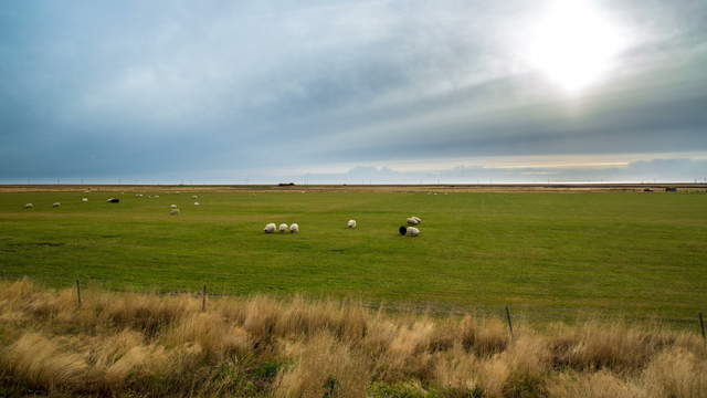 Iceland Sheeps