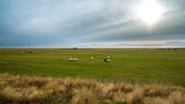 Time lapse clip - Iceland Sheeps