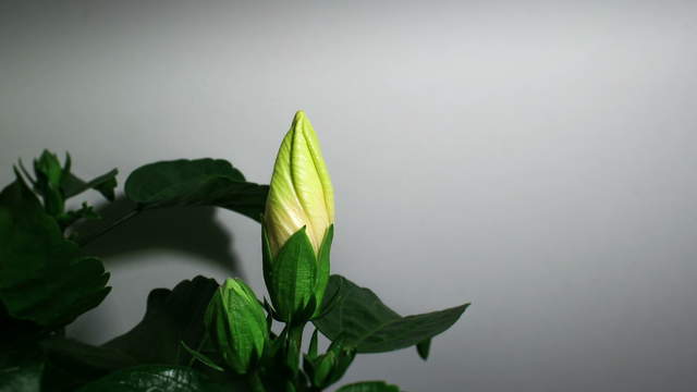 Hibiscus Plant Blossom Growth Timelapse 4K