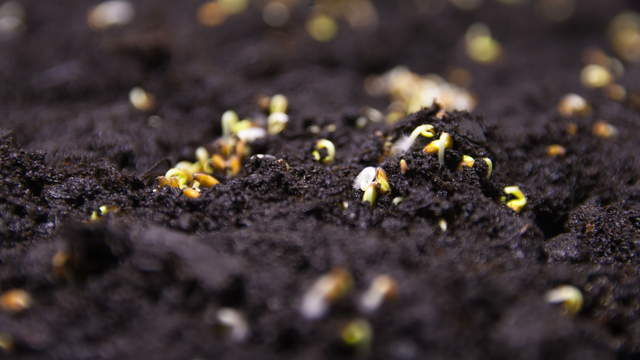 Cress Seeds Germination and Growing