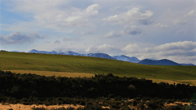 Cheeps in New Zealand