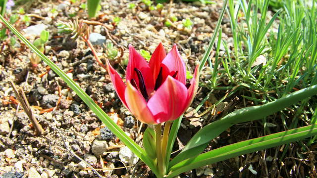 Tulip Flower Opening