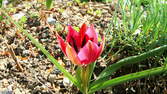 Time lapse clip - Tulip Flower Opening