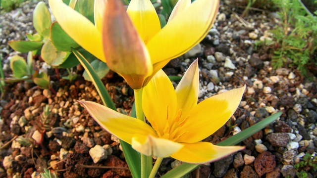 Tulip Flower Closing