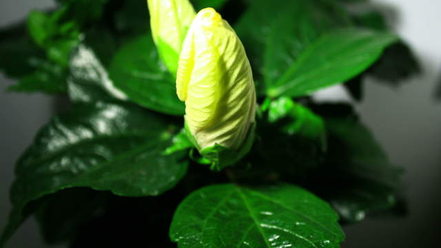 Hibiscus Plant 4K Timelapse