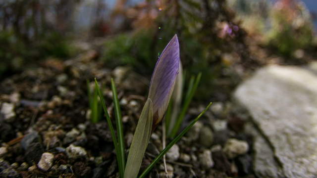 Crocus Flowering