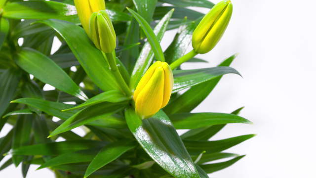 Lily Flowering 4K Zoom Timelapse