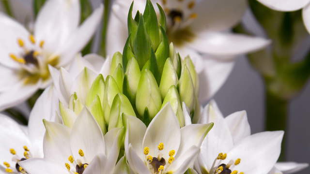 Star Of Bethlehem, Ornithogalum blooming Time-Lapse, macro shot 4K