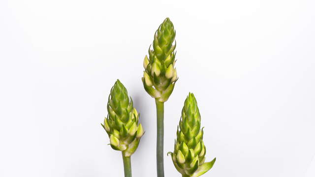 Star Of Bethlehem, Ornithogalum blooming Time-Lapse, wide shot 4K