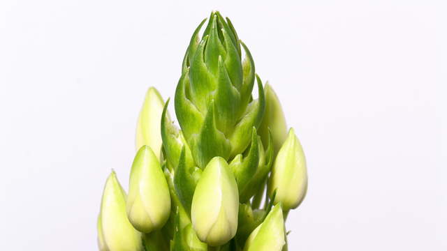 Star Of Bethlehem, Ornithogalum, 4K macro in front of white