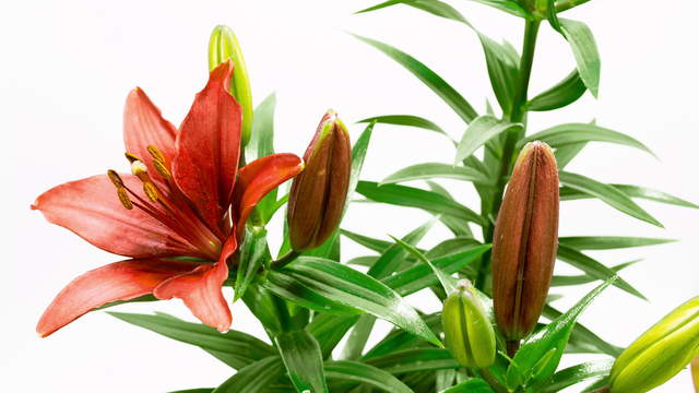 Red Lily Flowering 4K Timelapse