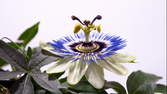 Time lapse clip - Passionflower Single Blossoms 2 Zoom Shots in 4K