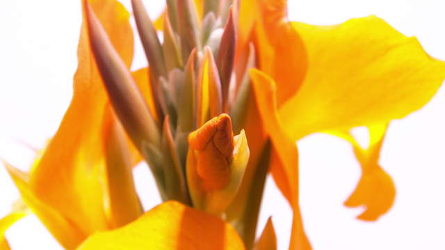 Blossom Flowering Macro Shot 4K Video Footage