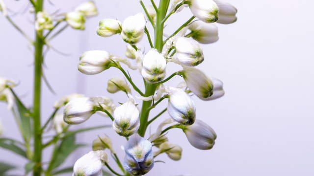Larkspur Flower Zoom 4K Video Blooming