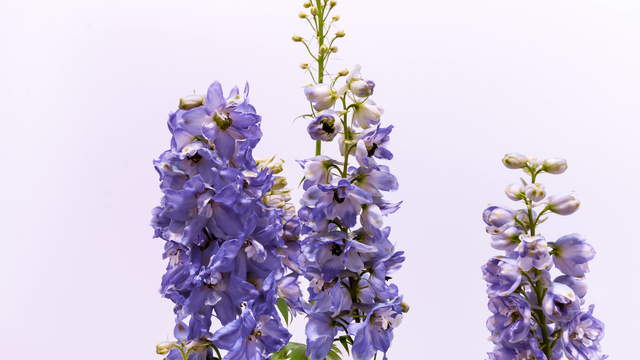 Larkspur 4K Video Flower Growing, Blooming and Wilting